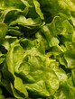 Photo: Grüner Eichblattsalat. Gartensalat (Lactuca sativa). Grüner Eichblattsalat. Gartensalat (Lactuca sativa).