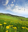 spring meadow with dandelions .