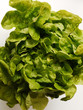 Photo: Grüner Eichblattsalat. Gartensalat (Lactuca sativa). Grüner Eichblattsalat. Gartensalat (Lactuca sativa).
