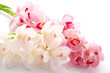 白と紫のシンビジウムの花