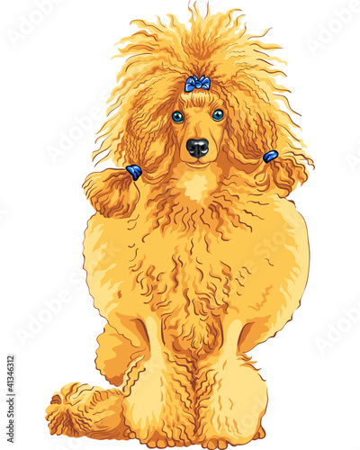 Vector: vector color sketch of the dog red Poodle breed vector color sketch of the dog red Poodle breed