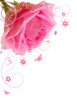 rose isolated on the white background