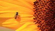 Video: Close up shot of Honey Bee gathering pollen on sunflower Close up shot of Honey Bee gathering pollen on sunflower