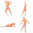 Female Human Body Anatomy Pack - 1of5 Female Human Body Anatomy Pack - 1of5