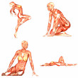 Female Human Body Anatomy Pack - 3of5 Female Human Body Anatomy Pack - 3of5
