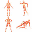 Female Human Body Anatomy Pack - 4of5 Female Human Body Anatomy Pack - 4of5