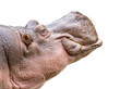 Photo: Hippo head on white Hippo head on white