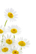 Daisies flower in white background