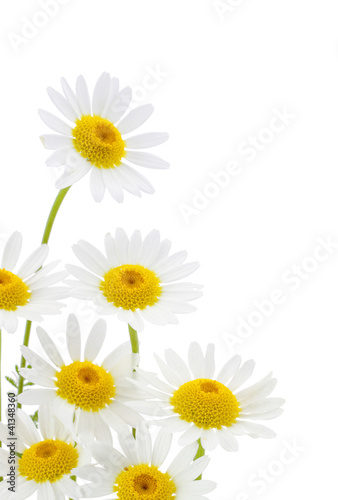 Photo: Daisies flower in white background Daisies flower in white background