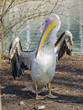 pelican