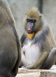 mandrill