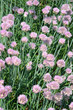 scallion