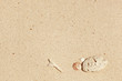 sea shell and white stone on sand background sea shell and white stone on sand background