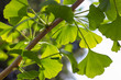 Blätter von Gingko biloba
