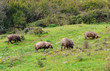 Cerdos ibéricos en la Sierra de Huelva