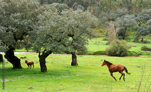 Photo: Potro y becerro en el campo Potro y becerro en el campo