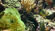 Underwater world.