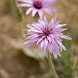 The pink flower