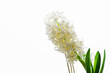 hyacinth