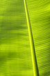 Banana leaf texture