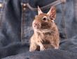 Young degu staying on the jeans (4 month)