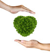 Heart Plant in the human hands on white background Heart Plant in the human hands on white background