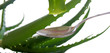drop of the aloe