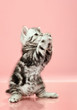 kitten