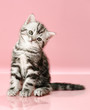 kitten