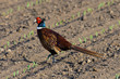 Photo: Common Pheasant Common Pheasant