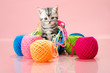 kitten