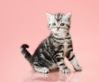 kitten