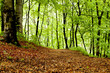Beech forest