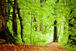 Beech forest