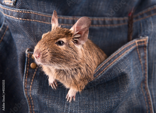Photo: Degu in the pocket (4 month) Degu in the pocket (4 month)