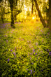 Photo: Sunrise In Bluebell Woods Sunrise In Bluebell Woods
