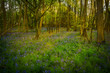 Photo: Bluebell Flowers Amongst the Trees Bluebell Flowers Amongst the Trees