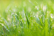 sparkling grass