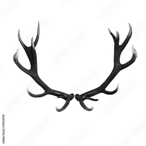 Fototapete Hirschgeweih Fototapeten, Aufkleber, Poster