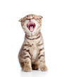 Funny little yarning Scottish fold kitten. Isolated on white bac