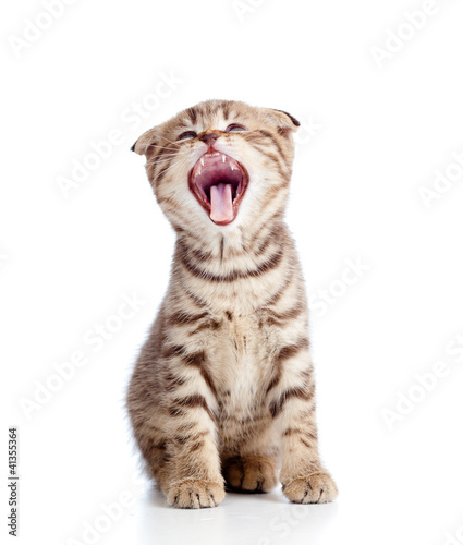 Photo: Funny little yarning Scottish fold kitten. Isolated on white bac Funny little yarning Scottish fold kitten. Isolated on white bac