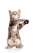 funny standing playful kitten isolated on white background