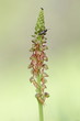 Orchis Anthropophora