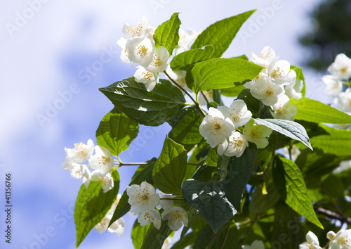 Photo: fresh jasmine flowers fresh jasmine flowers