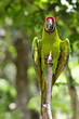 Closeup of military macaw (Ara militaris) perched on branch