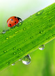 fresh morning dew and ladybird