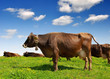 Cow in the meadow