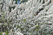 Cherry tree