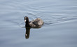 An Adult Coot Bird Swimming on a Lake.