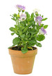 Senetti Flower